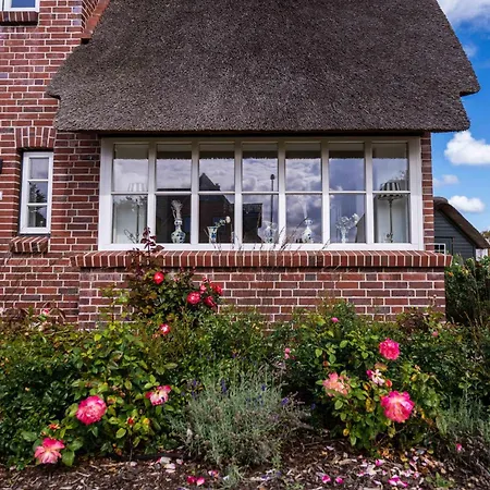 Rosa Rugosa Dom wakacyjny Borgsum